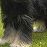 葡萄牙牧羊犬前驱
