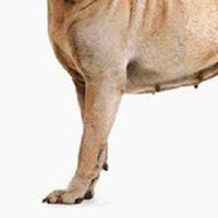 沙皮犬前驱