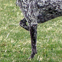 英国指示犬前驱