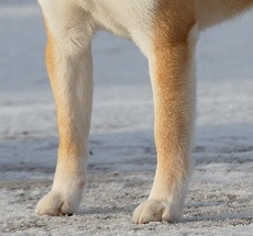 柴犬前驱