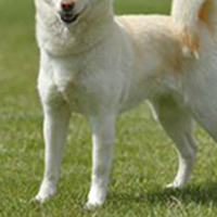 北海道犬前驱