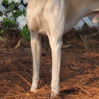 惠比特犬前驱