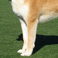 秋田犬前驱