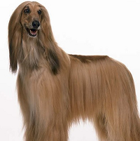 阿富汗猎犬前驱