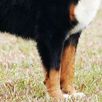 伯恩山犬前驱