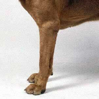 寻血猎犬前驱