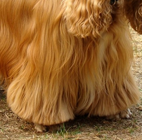 可卡犬前驱