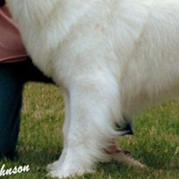 大白熊犬前驱