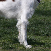 克伦勃猎犬前驱