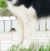 阿拉斯加雪撬犬前驱