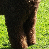 爱尔兰水犬前驱