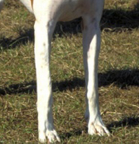 美国猎狐犬前驱