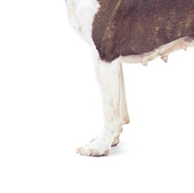 波士顿斗牛犬前驱