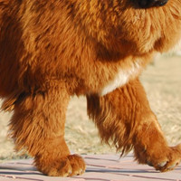 藏獒前驱