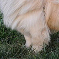 西藏猎犬前驱