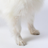 蝴蝶犬前驱