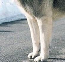挪威猎鹿犬前驱