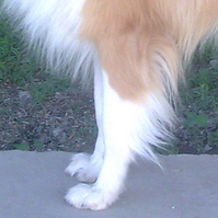 苏牧犬前驱