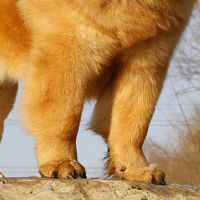 松狮犬前驱