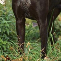 德国短毛指示犬前驱