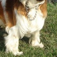 查理王骑士猎犬前驱