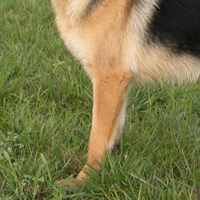 昆明犬前驱