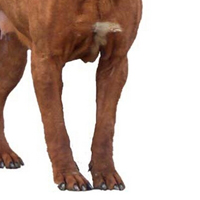 土佐犬前驱