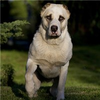 中亚牧羊犬前驱