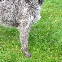 德国硬毛指示犬前驱