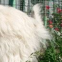 南俄罗斯牧羊犬尾巴