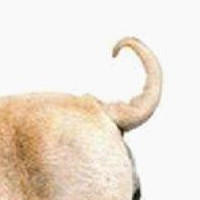 沙皮犬尾巴