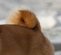 柴犬尾巴