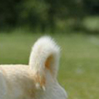 北海道犬尾巴