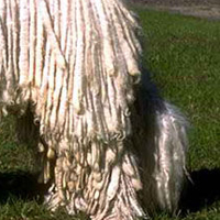 可蒙犬尾巴