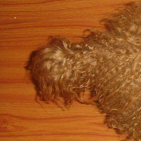 波利犬尾巴
