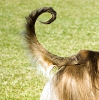 阿富汗猎犬尾巴