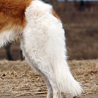苏俄猎狼犬尾巴