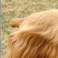 可卡犬尾巴