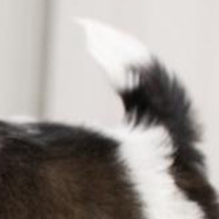 西施犬尾巴