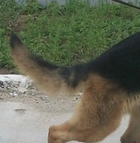 德国牧羊犬尾巴