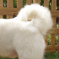 大白熊犬尾巴