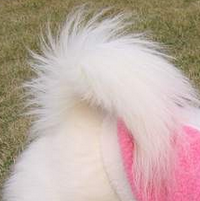 北京犬尾巴