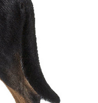法国狼犬尾巴