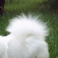 银狐犬尾巴