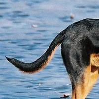 苏联红犬尾巴