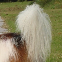 蝴蝶犬尾巴
