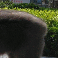 古代英国牧羊犬尾巴
