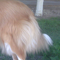 苏牧犬尾巴
