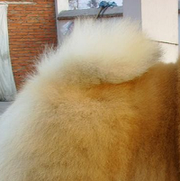 松狮犬尾巴