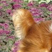 查理王骑士猎犬尾巴
